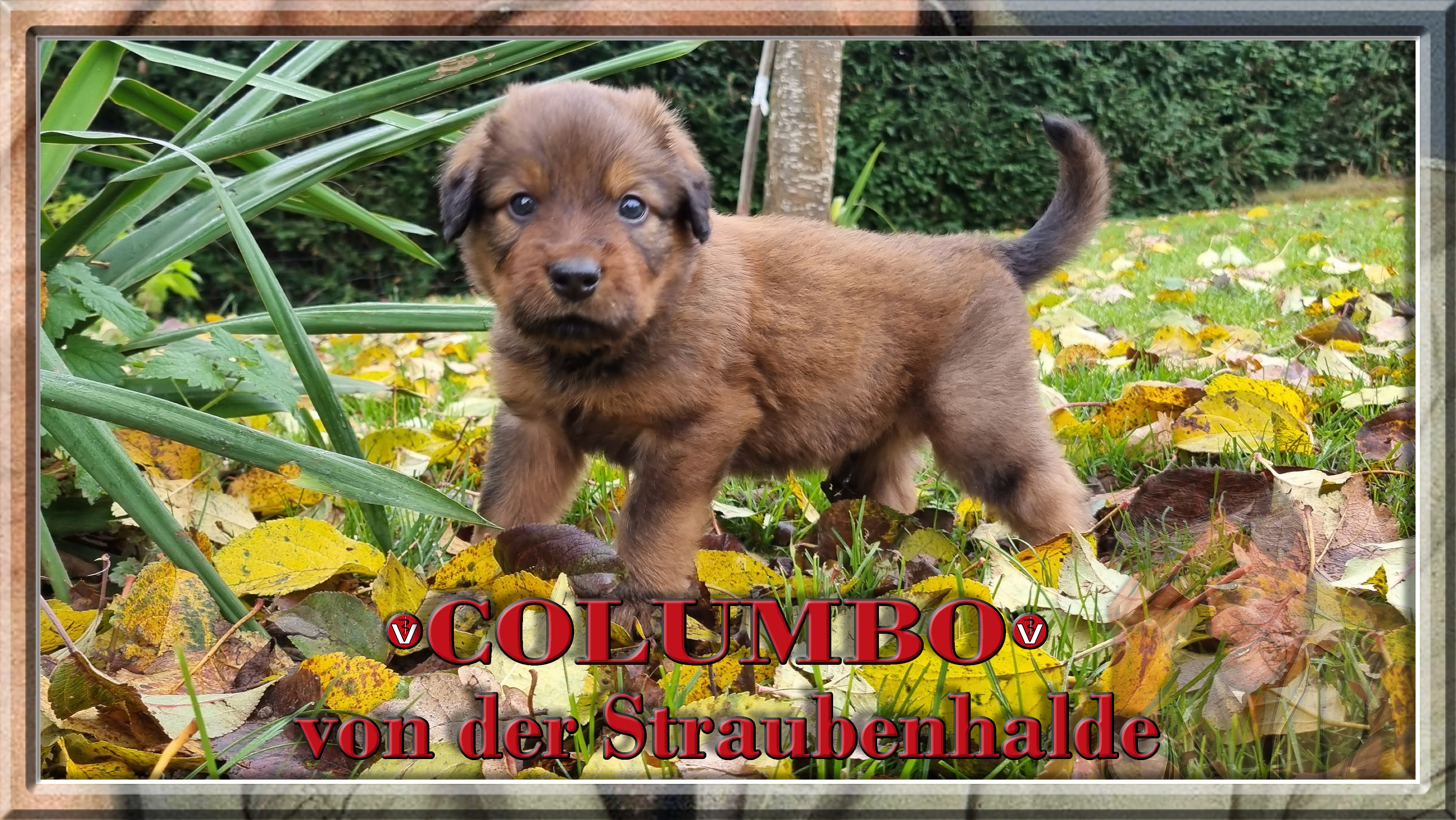 Wäller von der Straubenhalde